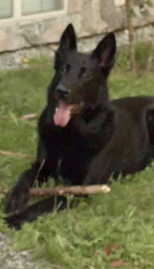 Vader the Dog